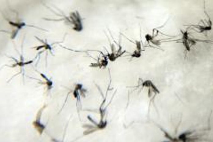 OMS nega pedido de cientistas para adiar olimpíada