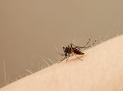 Mosquito Aedes aegypti