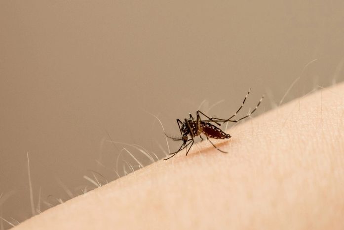 Mosquito Aedes aegypti