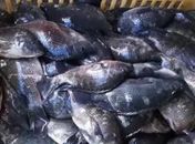 Prefeitura de Palmeira dos Índios organiza grande ação para distribuição de peixes na Semana Santa
