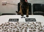 Adolescentes são apreendidos com mais de 200g de maconha no Agreste de Alagoas
