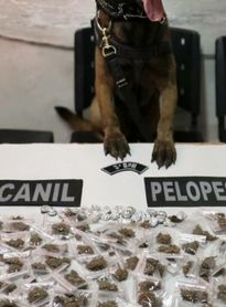 Adolescentes são apreendidos com mais de 200g de maconha no Agreste de Alagoas