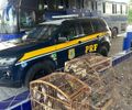 PRF resgata 97 aves de maus-tratos em Canapi