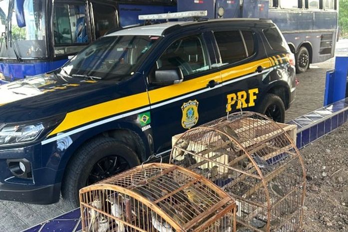 PRF resgata 97 aves de maus-tratos em Canapi