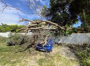 Árvore cai em cima de carros em condomínio na Jatiúca