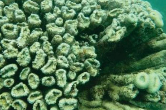 Derramamento de óleo pode ter contribuído para aumento da mortalidade de corais no litoral alagoano, aponta pesquisa