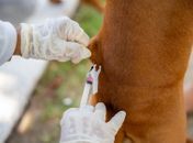 Saúde de Maceió reforça importância da vacinação de cães e gatos contra a raiva
