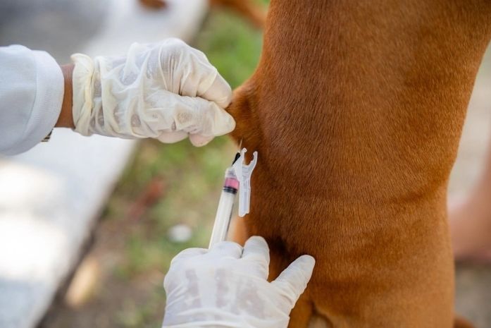 Saúde de Maceió reforça importância da vacinação de cães e gatos contra a raiva