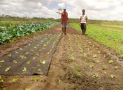 Projeto de inovação tecnológica melhora qualidade no cultivo de hortaliças em Arapiraca