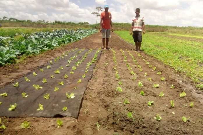 Projeto de inovação tecnológica melhora qualidade no cultivo de hortaliças em Arapiraca