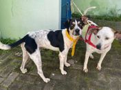 Causa Animal faz alerta sobre incidência de leptospirose; 29 casos foram confirmados em AL