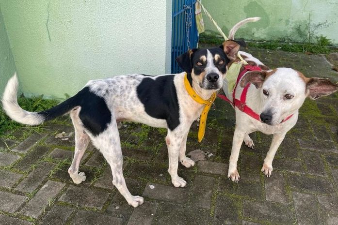 Causa Animal faz alerta sobre incidência de leptospirose; 29 casos foram confirmados em AL