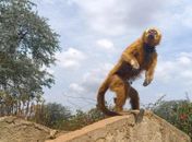 Macaco prego galego resgatado durante a FPI recebe cuidados no Centro de Triagem de Animais Silvestres
