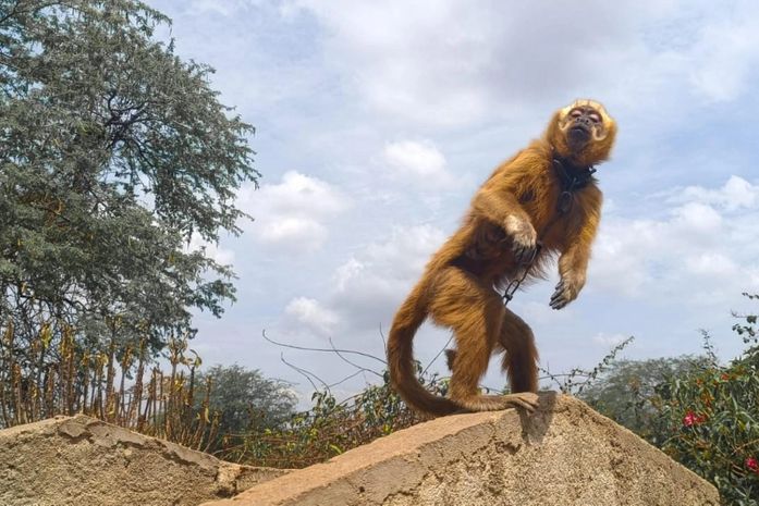 Macaco prego galego resgatado durante a FPI recebe cuidados no Centro de Triagem de Animais Silvestres