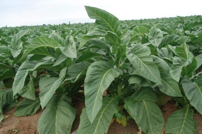 Fumicultores do Agreste estão otimistas com a safra de fumo 2015