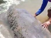 Pescador sobe em peixe-boi e escova animal no Litoral Sul de AL; ação é considerada molestamento