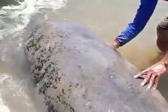 Pescador sobe em peixe-boi e escova animal no Litoral Sul de AL; ação é considerada molestamento