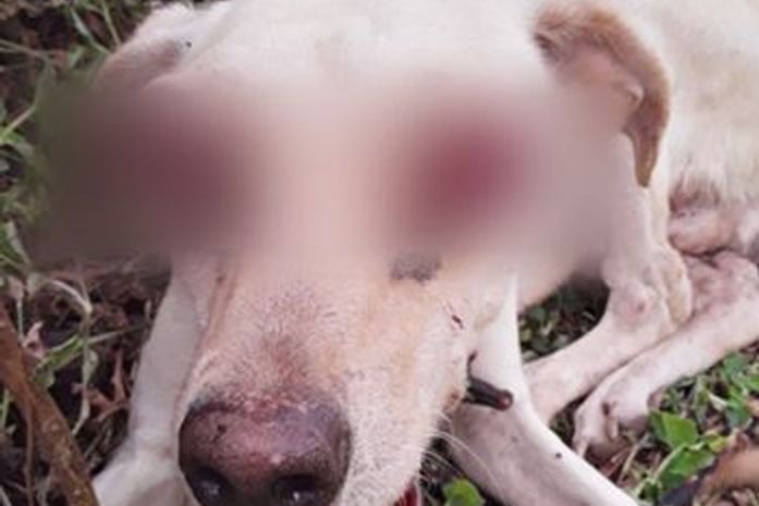 Animal teve olhos comprometidos em decorrência de um câncer