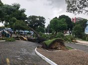 Árvore cai no estacionamento do Palácio República dos Palmares