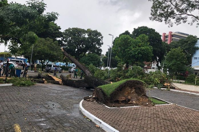 Árvore cai no estacionamento do Palácio República dos Palmares