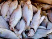 Prefeitura de Palmeira iniciará nesta segunda (30) entrega de peixes para 13 mil famílias; confira cronograma