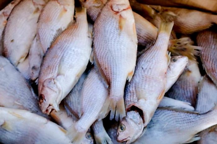 Prefeitura de Palmeira iniciará nesta segunda (30) entrega de peixes para 13 mil famílias; confira cronograma