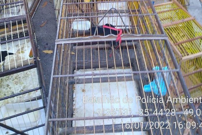 BPA apreende cerca de 160 animais silvestres durante fiscalização no interior de Alagoas