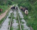 Número de acidentes ferroviários com animais cresce em Maceió e CBTU lança ação de conscientização