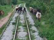 Número de acidentes ferroviários com animais cresce em Maceió e CBTU lança ação de conscientização