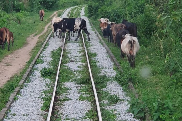 Número de acidentes ferroviários com animais cresce em Maceió e CBTU lança ação de conscientização