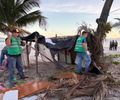 Após denúncias, barracos irregulares e fogueiras são removidos da Praia da Avenida