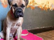 Cadela percorre 200 kms à procura dos donos que a deixaram no canil