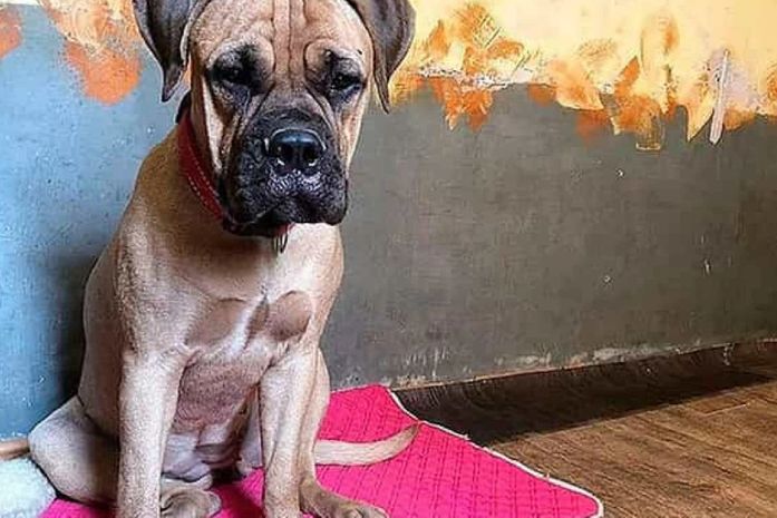 Cadela percorre 200 kms à procura dos donos que a deixaram no canil