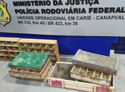  280 pássaros silvestres
