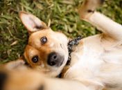 Adotar um animal de estimação é um ato que requer responsabilidade.