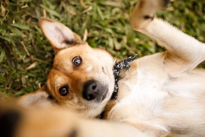 Adotar um animal de estimação é um ato que requer responsabilidade.