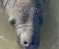 Peixe-boi reaparece no Pontal do Peba e interação com banhistas acende alerta