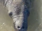 Peixe-boi reaparece no Pontal do Peba e interação com banhistas acende alerta