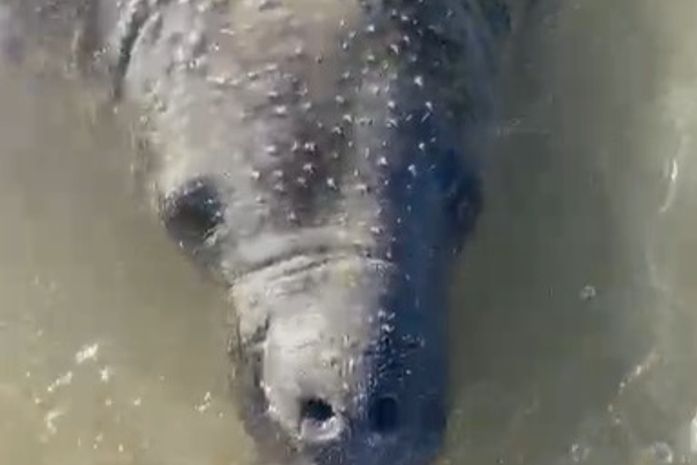 Peixe-boi reaparece no Pontal do Peba e interação com banhistas acende alerta