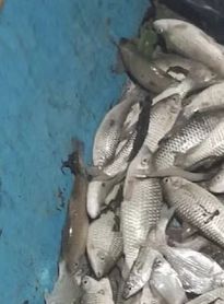 ICMBio recomenda suspensão de consumo e comercialização de peixes da Lagoa de Jequiá 