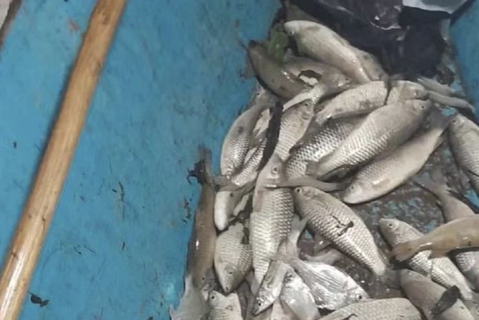 Centenas de peixes são encontrados mortos em Jequiá da Praia; causa ainda não foi identificada