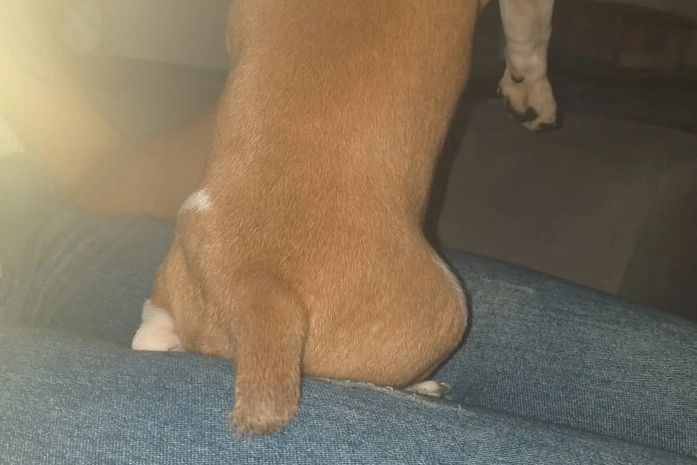 Polícia Civil indicia idosa que cortou rabo de cadela com tesoura, em Maceió