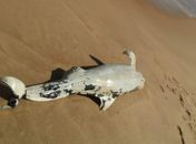 Golfinho é encontrado morto na praia de Cruz das Almas