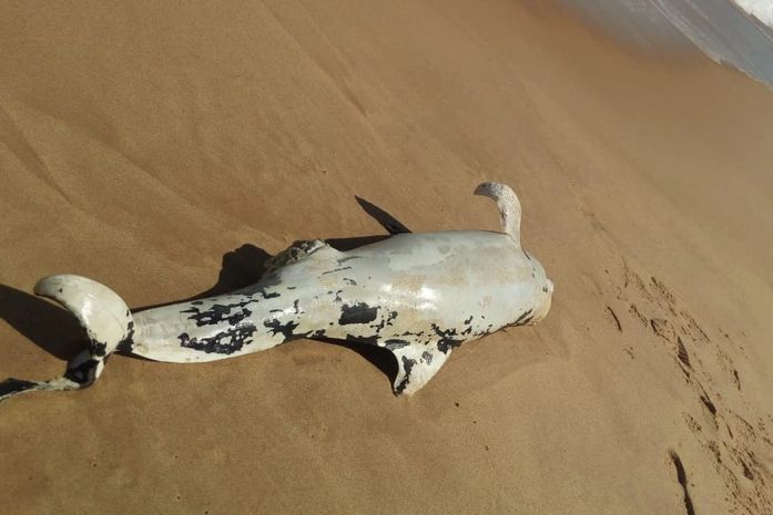 Golfinho é encontrado morto na praia de Cruz das Almas