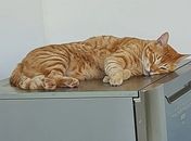 Família oferece R$ 3 mil de recompensa para quem encontrar gato desaparecido em Arapiraca
