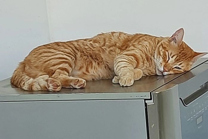 Família oferece R$ 3 mil de recompensa para quem encontrar gato desaparecido em Arapiraca
