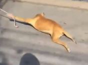 Polícia identifica homem flagrado arrastando cachorro preso a carroça em Palmeira dos Índios