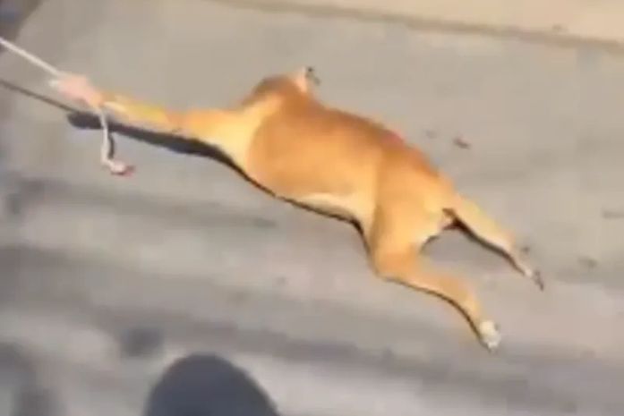 Polícia identifica homem flagrado arrastando cachorro preso a carroça em Palmeira dos Índios