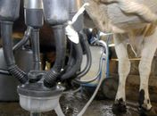 Produção de leite sobe e a de ovos bate recorde, revela pesquisa