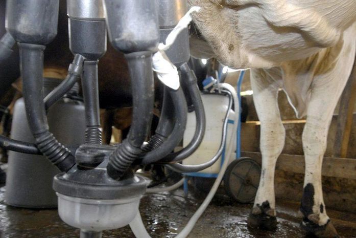 Produção de leite sobe e a de ovos bate recorde, revela pesquisa